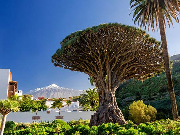 Isole Canarie e Madera 
